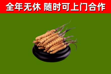 泰顺回收冬虫夏草
